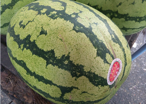 西瓜