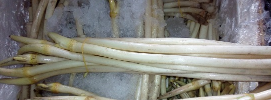 藕帶
